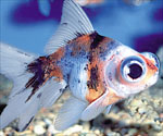 googly eyed goldfish